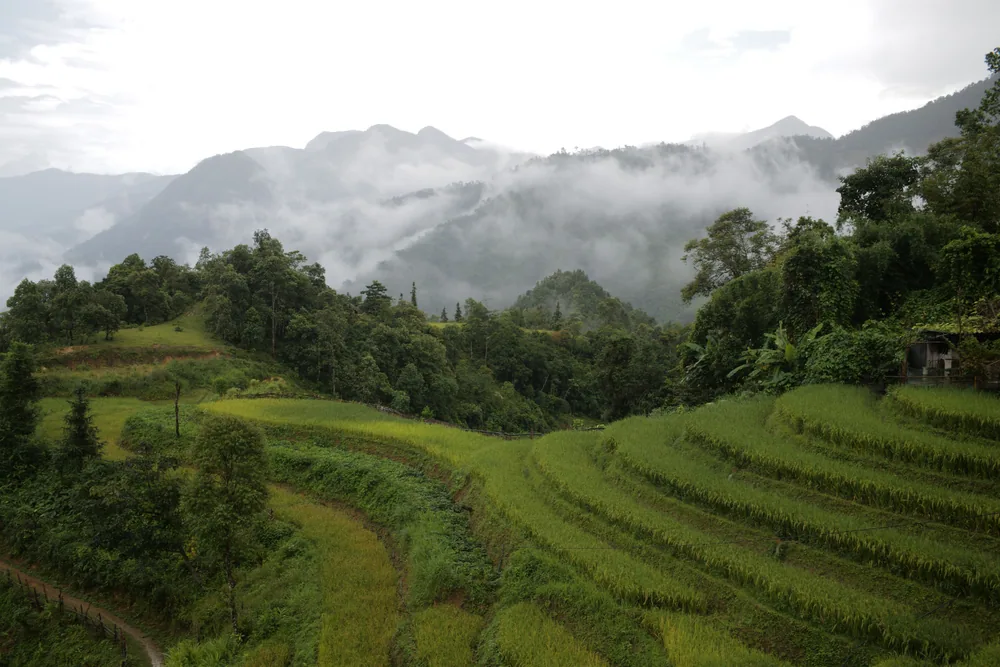 Ruộng bậc thang xanh dưới mây thấp ở Sa Pa