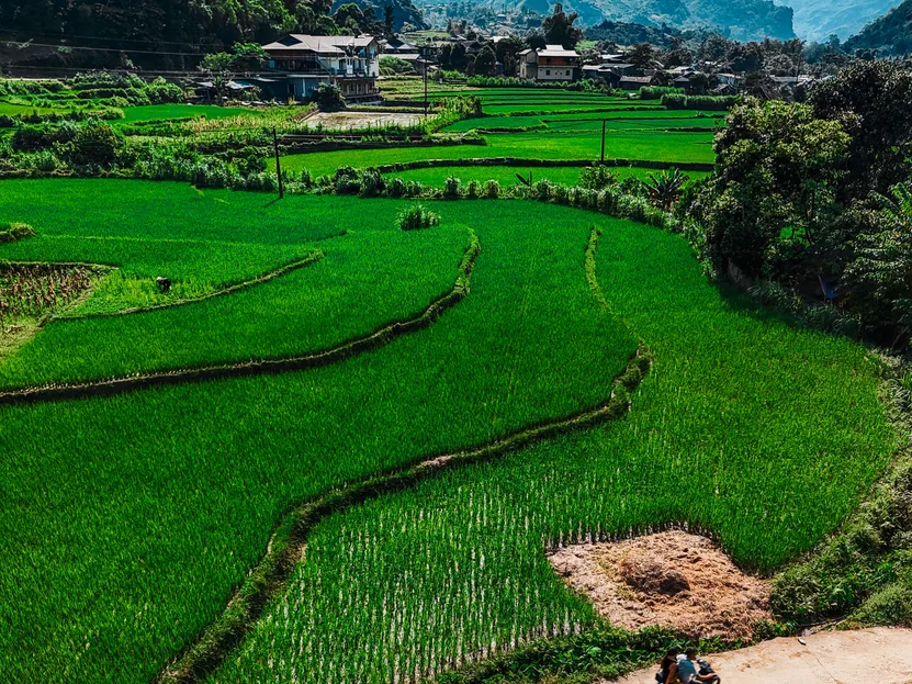 Ruộng bậc thang xanh trong thung lũng miền núi phía Bắc